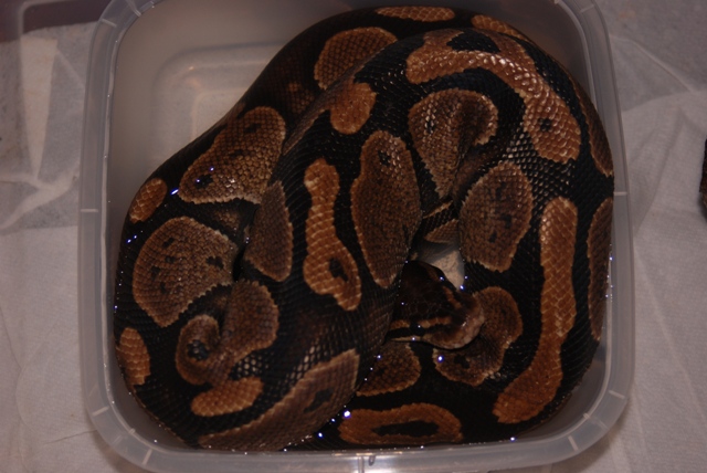 Water Dish