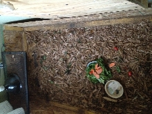 cage 1
