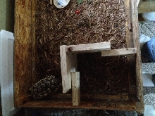 Cage 2
