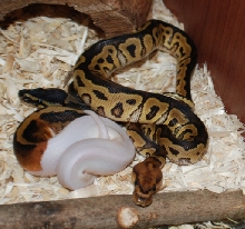 New Friends 3