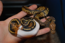 New Friends 1