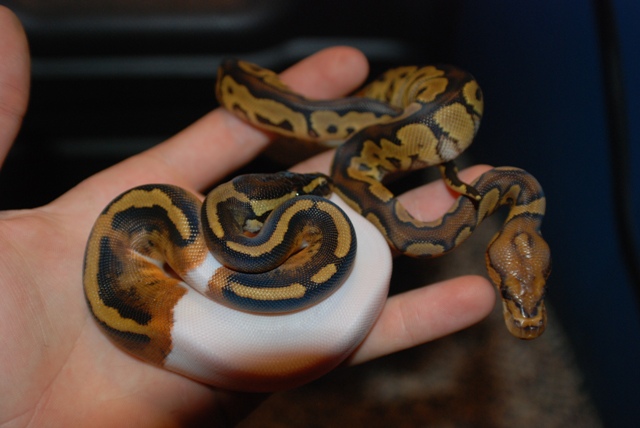 New Friends 1