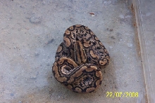 3 week old baby columbian rainbow boa