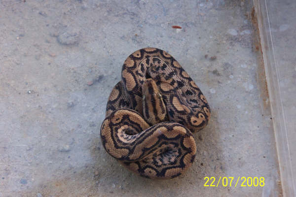 3 week old baby columbian rainbow boa