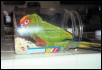 You're too slow!!!  I will feed myself!