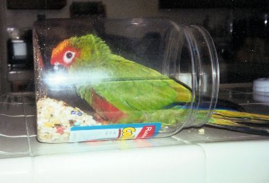 You're too slow!!!  I will feed myself!