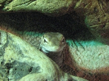 Male Varanus Tristis Aug. 08 (3 years old)