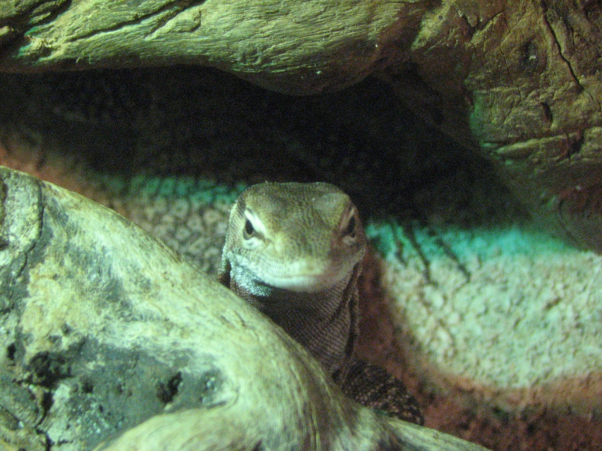 Male Varanus Tristis Aug. 08 (3 years old)