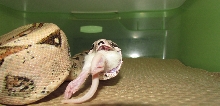 Rosita Gets Her Grub On!