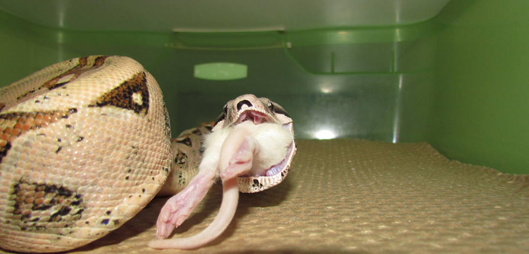 Rosita Gets Her Grub On!