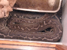 Striped Male Bredyls Python 5.5ft