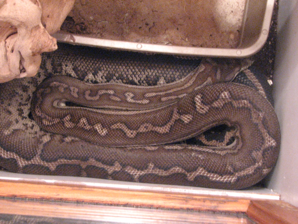 Striped Male Bredyls Python 5.5ft