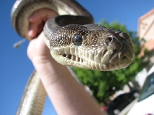 In the face of a 5.5ft bredyls carpet python