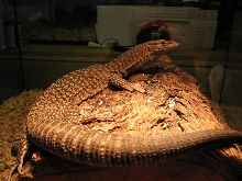 Sparky my varanus tristis male