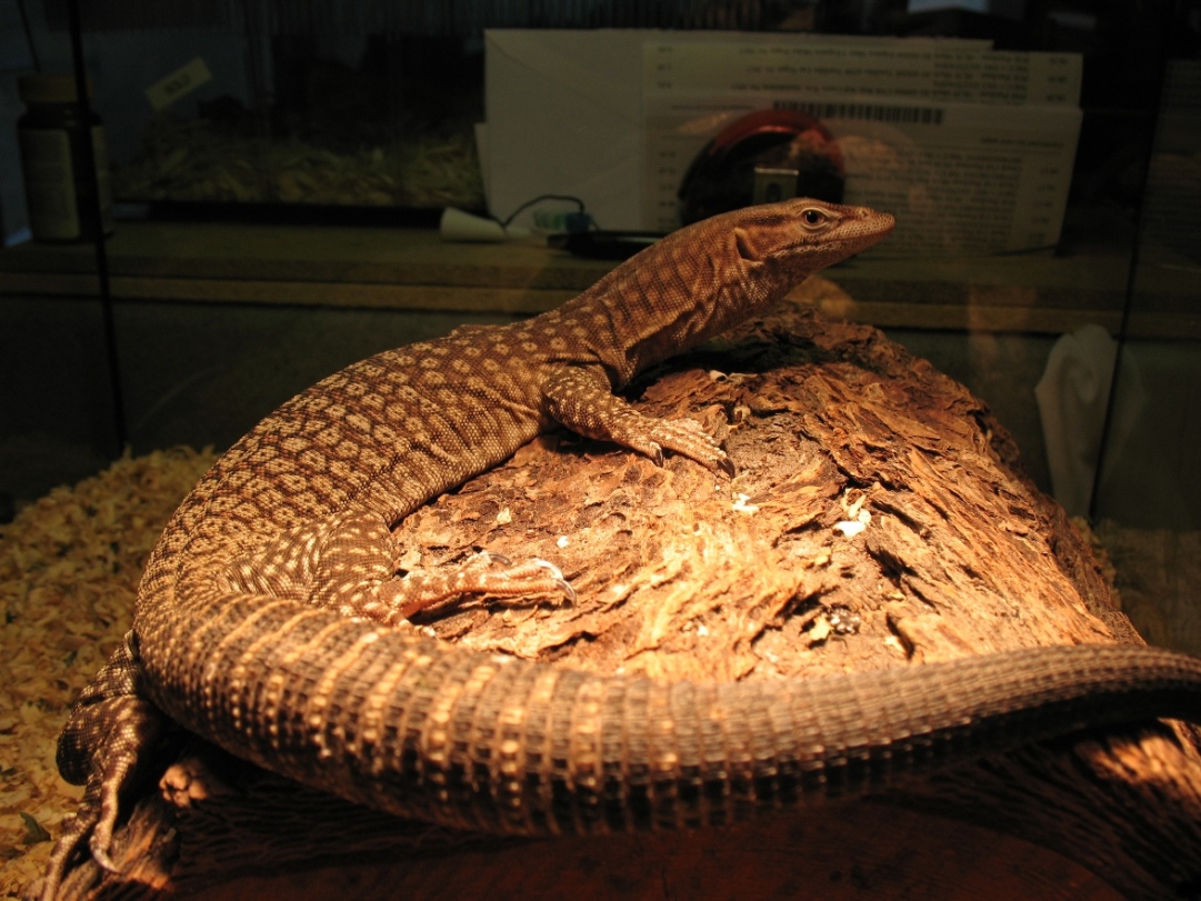 Sparky my varanus tristis male