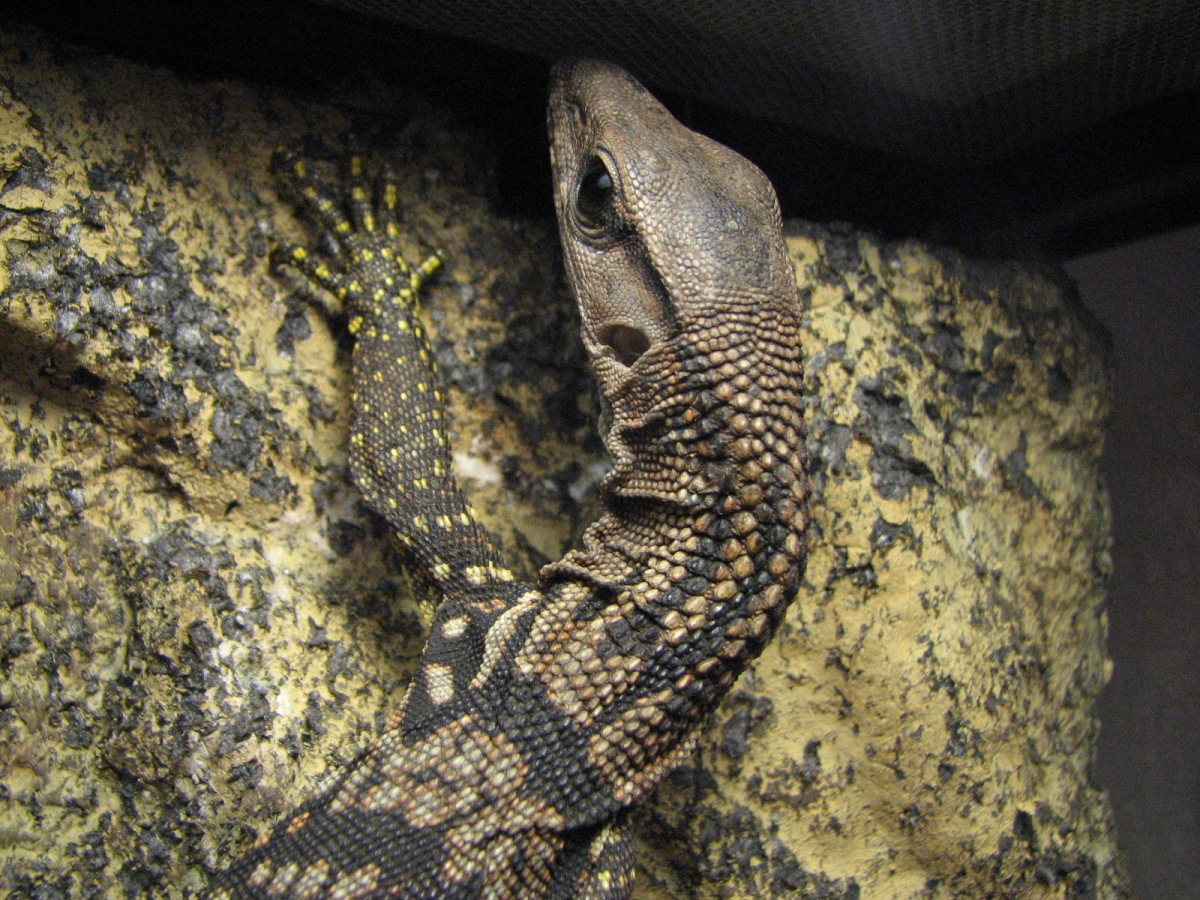 Tweetle Dee, the female in the pair