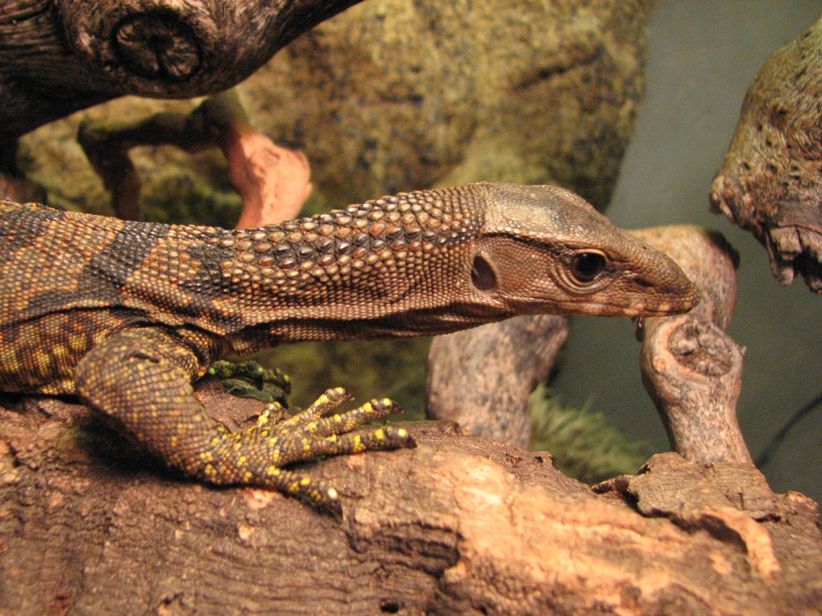 Juvenile Black Rough Neck