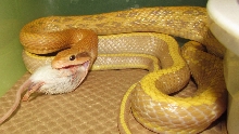 Pina's got a mouthful