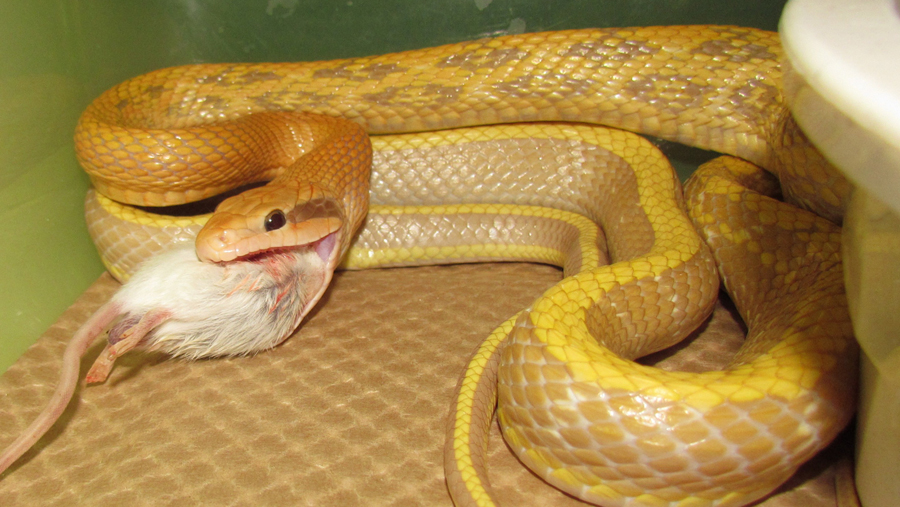 Pina's got a mouthful