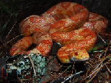 Creamsicle Cornsnake