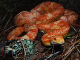 Creamsicle Cornsnake