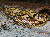 California Kingsnake