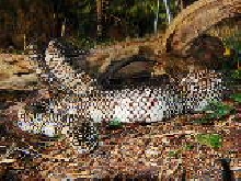 Axanthic Florida Kingsnake