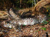 Axanthic Florida Kingsnake