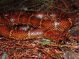 Florida Kingsnake x Honduran Milksnake