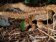 Lavender Speckled Kingsnake