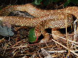 Lavender Speckled Kingsnake