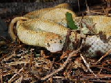 Hypomelanistic Brooks Kingsnake