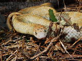 Hypomelanistic Brooks Kingsnake