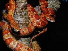 Hypomelanistic and a Normal