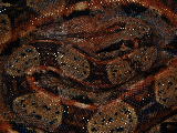 Common Boa Constrictor