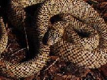 Brooks Kingsnake