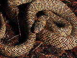 Brooks Kingsnake