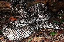 Axanthic Florida Kingsnake