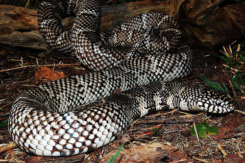 Axanthic Florida Kingsnake