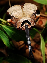 Amarli Boa