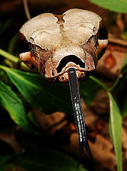 Amarli Boa