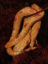 Albino Greenish Rat Snake