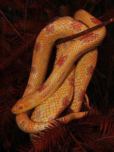 Albino Greenish Rat Snake