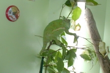 Gravid Cham?