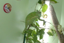 Gravid Cham?