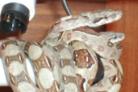 My Boas