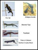 Salamanders and newts for sale