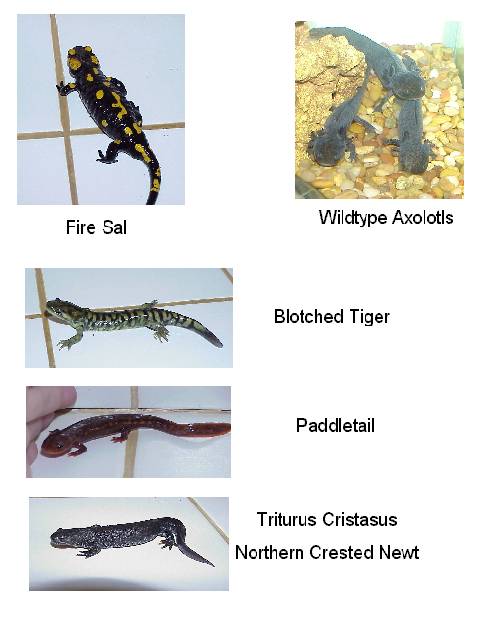 Salamanders and newts for sale