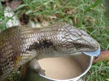 Blue tongue lizard