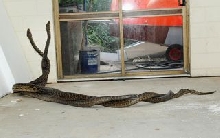 Snakes fighting